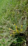 Astragalus pseudoutriger