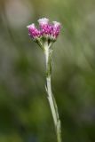 Antennaria dioica