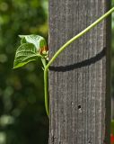 Phaseolus coccineus. Побег с бутонами, обвивающий деревянный столб. Восточно-Казахстанская обл., Глубоковский р-н, окр. с. Кожохово, в культуре. 12.08.2012.