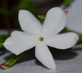 Jasminum polyanthum. Цветок. Израиль, Шарон, г. Герцлия, в культуре. 29.05.2013.