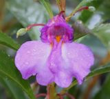 Impatiens balsamina