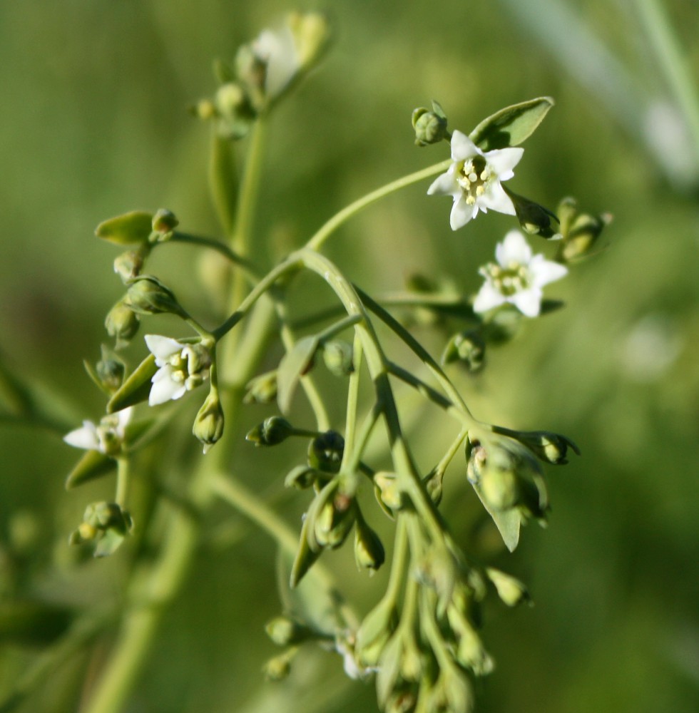 Изображение особи Thesium linophyllon.