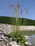 Plantago lanceolata. Цветущее растение. Краснодарский край, Абинский р-н, окр. ст. Шапсугская, известняковый карьер. 05.06.2014.