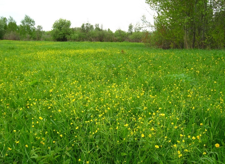 Изображение особи Ranunculus auricomus.