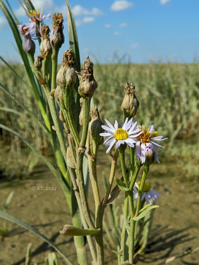 Изображение особи Tripolium pannonicum ssp. tripolium.