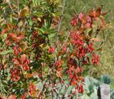 Berberis vulgaris