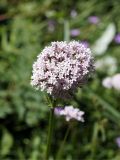 Valeriana dubia. Соцветие. Кыргызстан, Нарынская обл., левый берег р. Нарын, долина руч. Бурган-Суу. 11.06.2015.