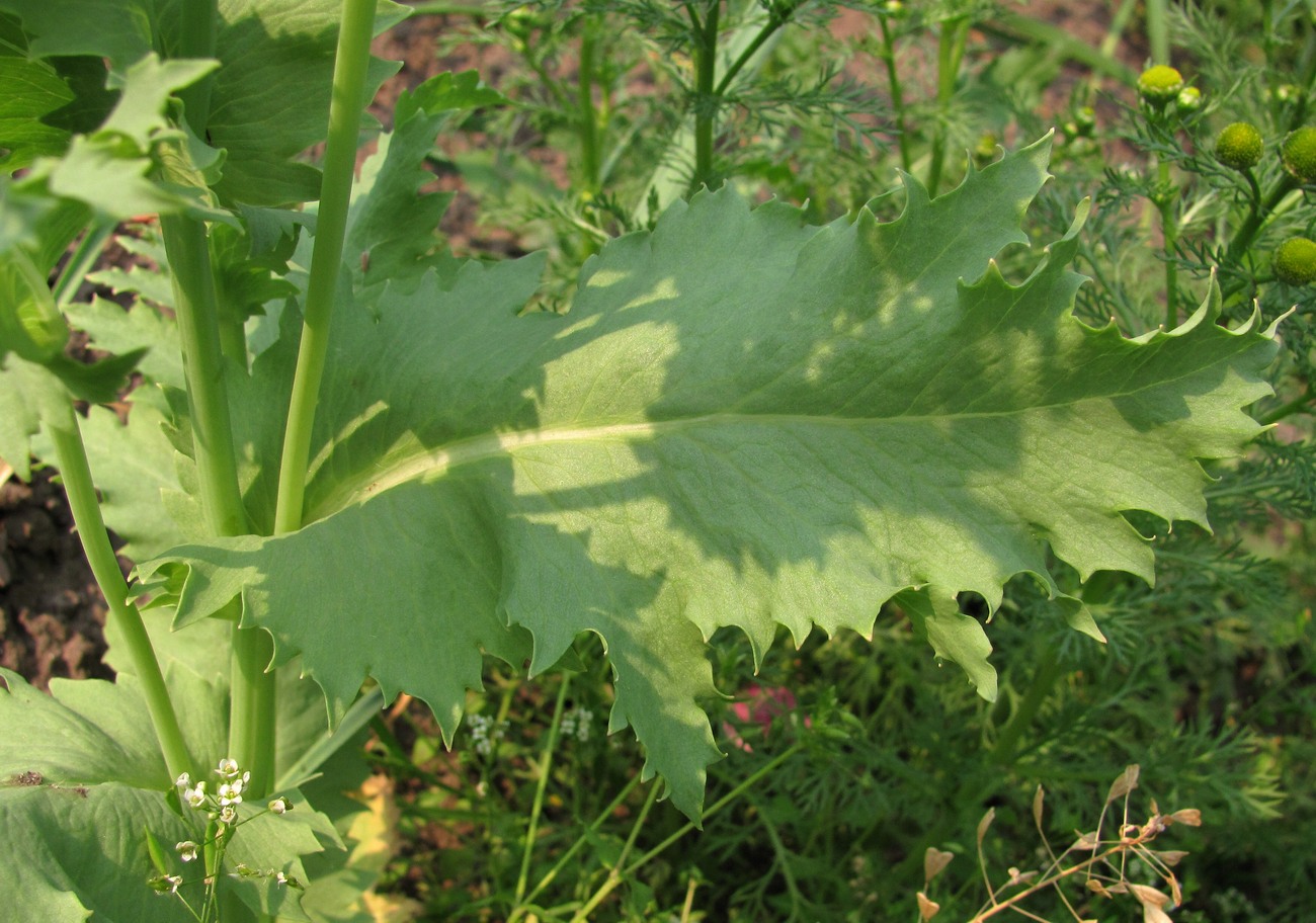 Image of Papaver somniferum specimen.