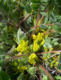 Astragalus pubiflorus