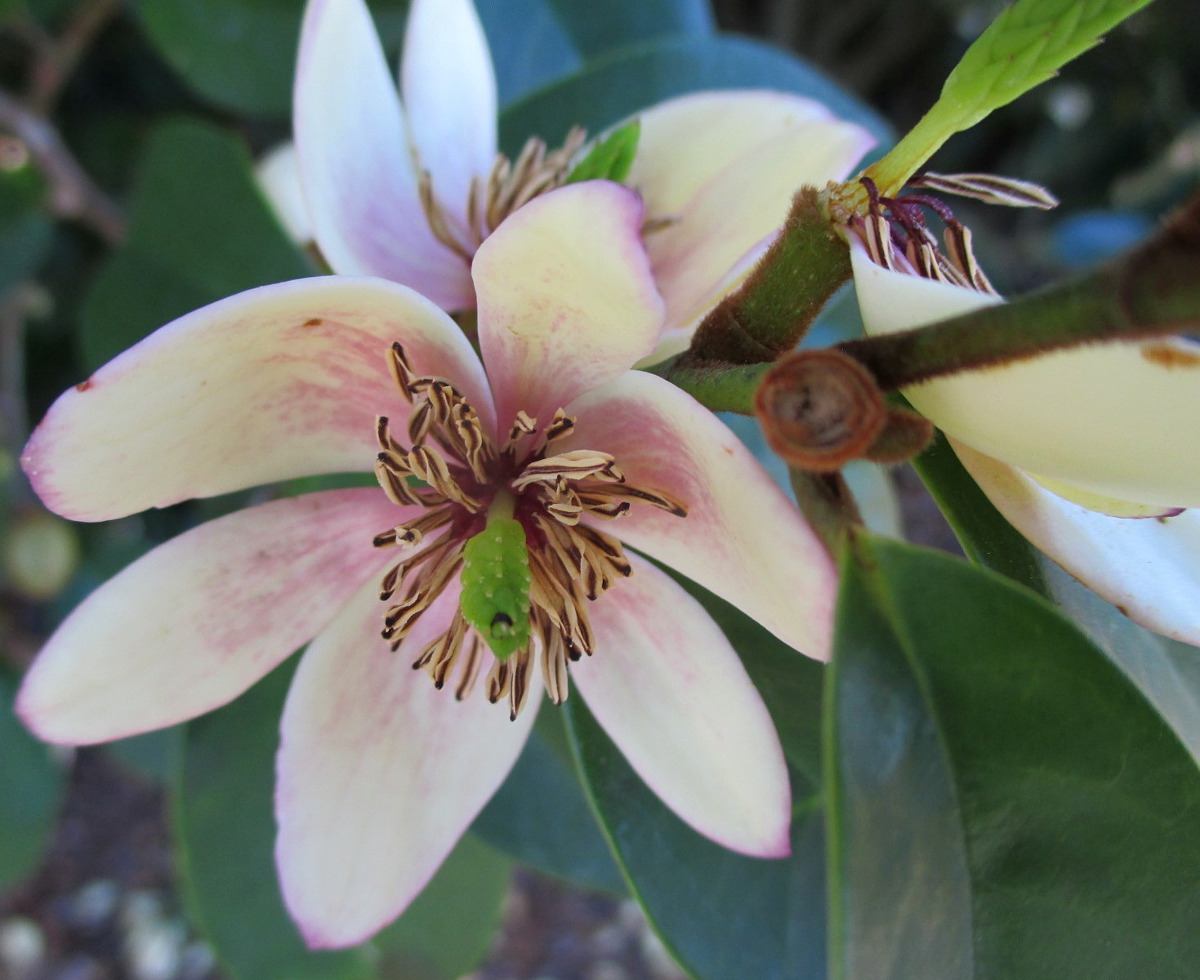 Изображение особи Magnolia figo.