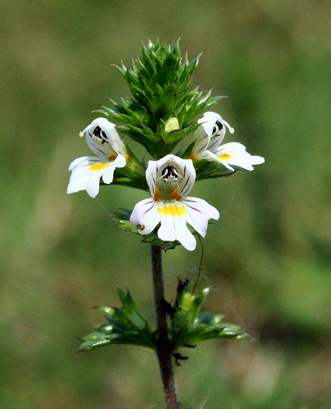 Изображение особи Euphrasia stricta.