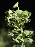 Euphorbia characias