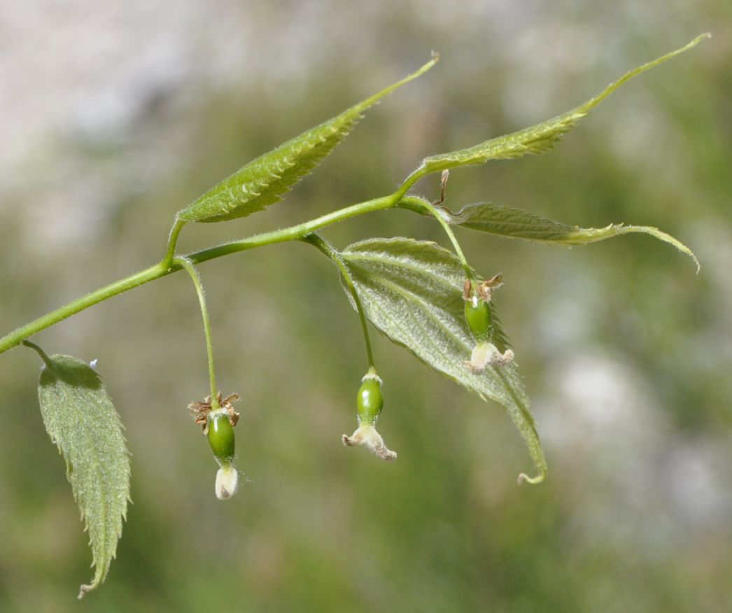 Изображение особи Celtis australis.