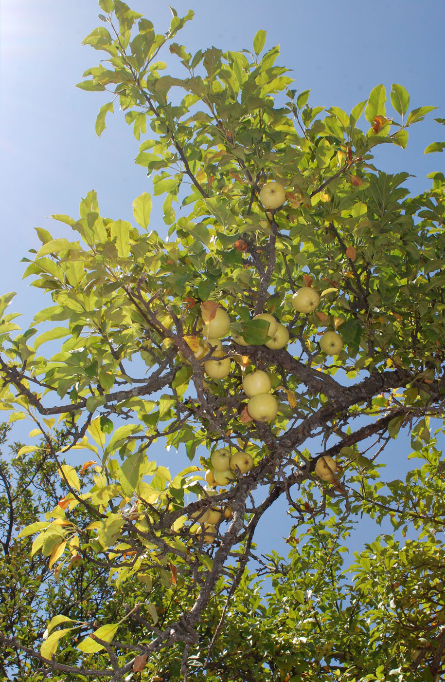 Изображение особи Malus sieversii.