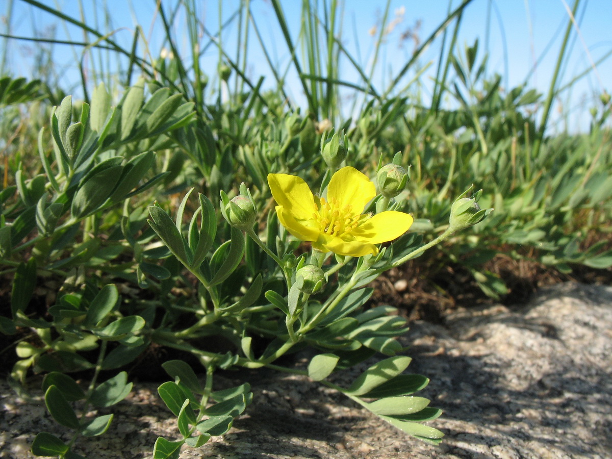 Изображение особи Potentilla orientalis.