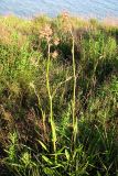 Rumex tuberosus