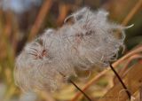 Clematis integrifolia