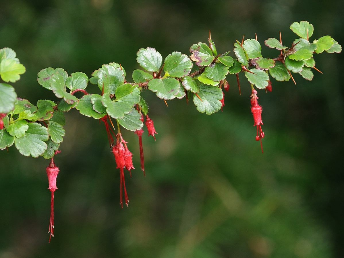 Изображение особи Ribes speciosum.