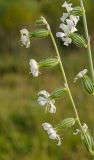 Silene dichotoma