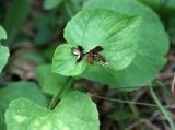 Viola mirabilis