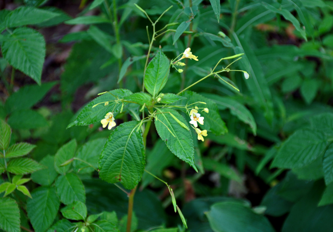 Изображение особи Impatiens parviflora.