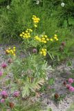 Tanacetum boreale