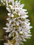 Lysimachia barystachys. Часть соцветия. Приморский край, Ольгинский р-н, окр. с. Милоградово. 11.08.2009.