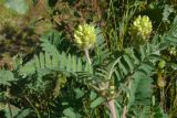 Oxytropis pilosa