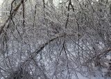 Betula platyphylla