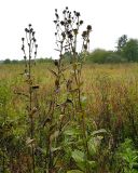 Inula helenium. Плодоносящее растение. Чувашия, окр. г. Шумерля, дер. Подборное. 17 сентября 2008 г.