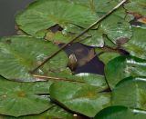 Nymphaea candida