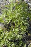 Pulsatilla multifida