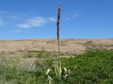 Eremurus cristatus