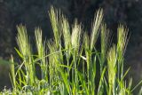 Hordeum spontaneum