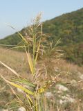 Phragmites australis. Верхушки желтеющих побегов с соцветиями. Краснодарский край, м/о г. Новороссийск, Маркотхский хр., пер. Неберджаевский, ≈ 450 м н.у.м., на месте старого отработанного мегелевого карьера, у небольшого источника воды. 30.09.2022.