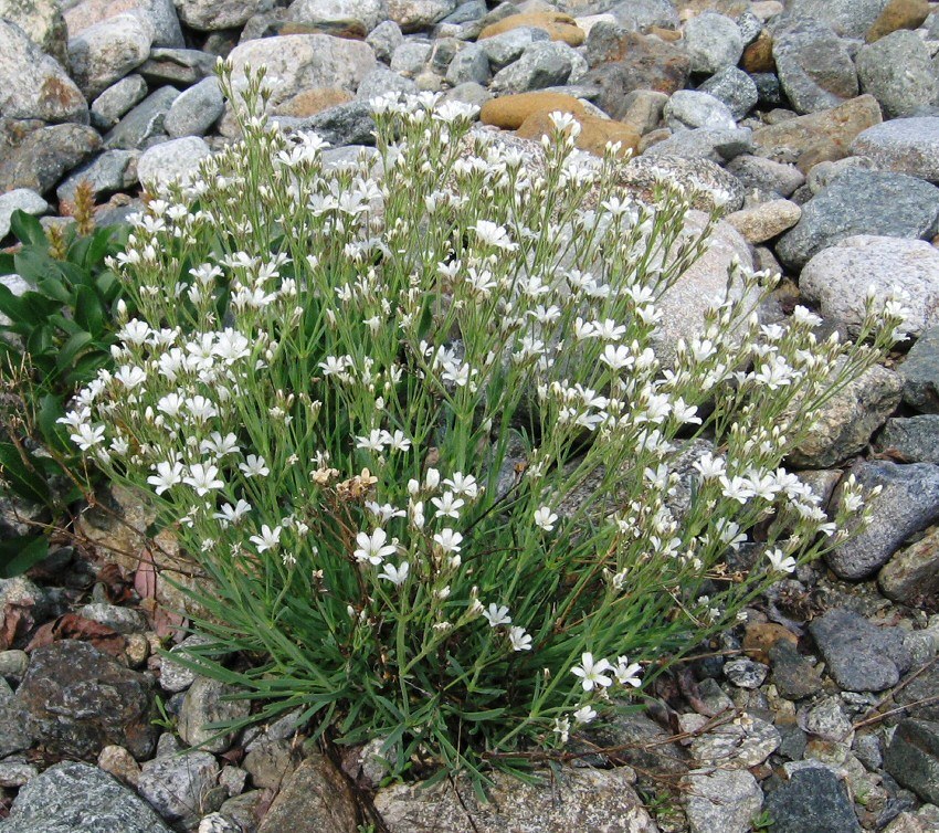 Изображение особи Gypsophila uralensis.