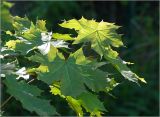 Acer platanoides