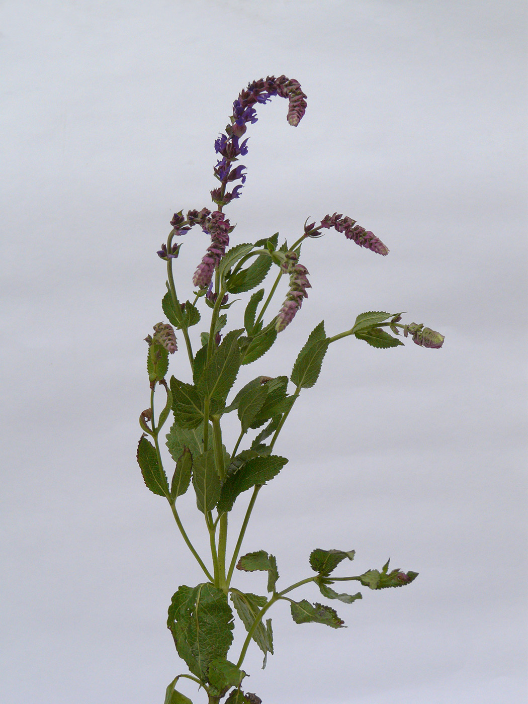 Изображение особи Salvia nemorosa.