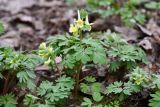 Corydalis bracteata