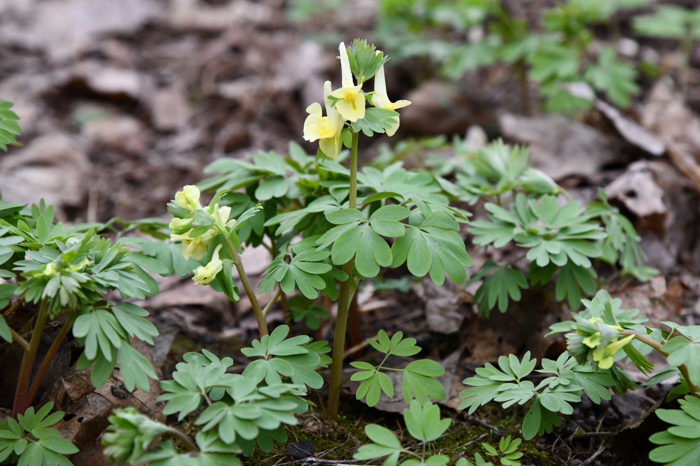 Изображение особи Corydalis bracteata.