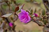 Rhododendron ledebourii. Ветвь с цветком. Красноярский край, 20 мая 2012 г.