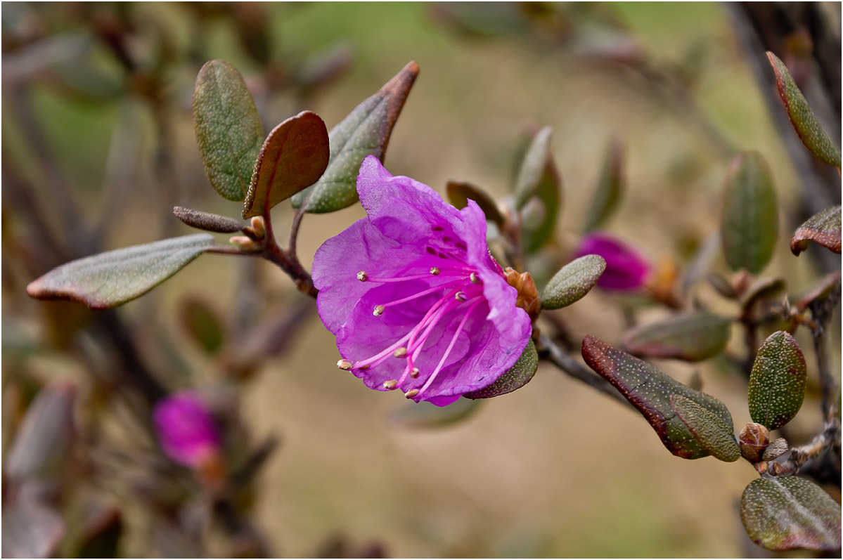 Image of Rhododendron ledebourii specimen.