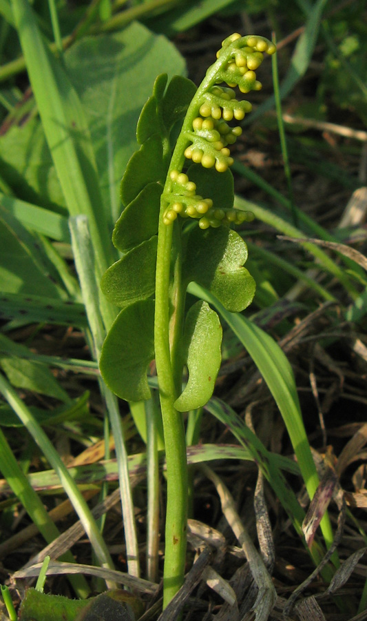 Изображение особи Botrychium lunaria.