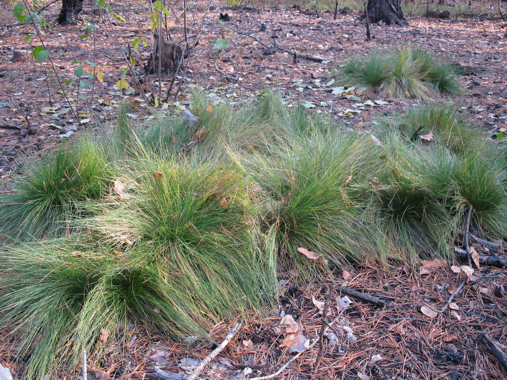 Изображение особи Nardus stricta.