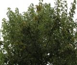 Acer buergerianum. Верхняя часть кроны молодого дерева. Нидерланды, г. Venlo, \"Floriada 2012\". 11.09.2012.