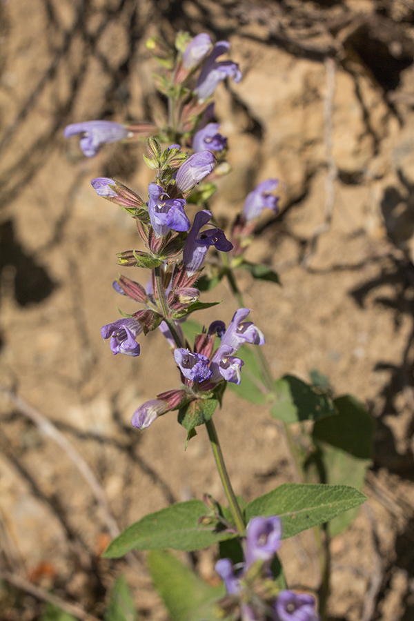 Изображение особи Salvia tomentosa.