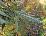 Artemisia rubripes. Листья (обратная сторона). Владивосток, Академгородок. 20 октября 2013 г.