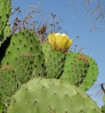 Opuntia ficus-indica. Верхушка побега с бутонами и цветком. Израиль, Шарон, окр. г. Герцлия, живая изгородь вокруг плантации цветов. 09.06.2011.