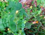 Sonchus oleraceus