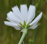 Cichorium intybus. Соцветие. Греция, Центральная Македония, Вермио (Βέρμιο). 29.06.2014.